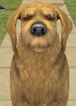 http://thumbs2.modthesims2.com/img/1/4/7/6/6/6/3/MTS2_thumb_Auntie_Junee_805258_OtterhoundFront.jpg