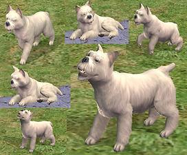 Mod The Sims - Cairn Terrier Westies in Toto Black, Golden ...