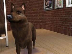 sims 4 resource pack wolves