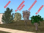 Decorative Trees