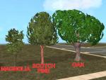 Decorative Trees