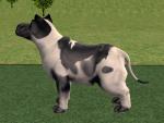 http://thumbs2.modthesims2.com/img/1/5/4/9/6/MTS2_thumb_Hunter240x_393879_Cow_3.jpg