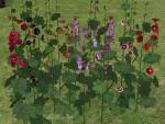 http://thumbs2.modthesims2.com/img/5/9/2/3/9/MTS2_thumb_bienchen83_882569_hollyhocks.jpg